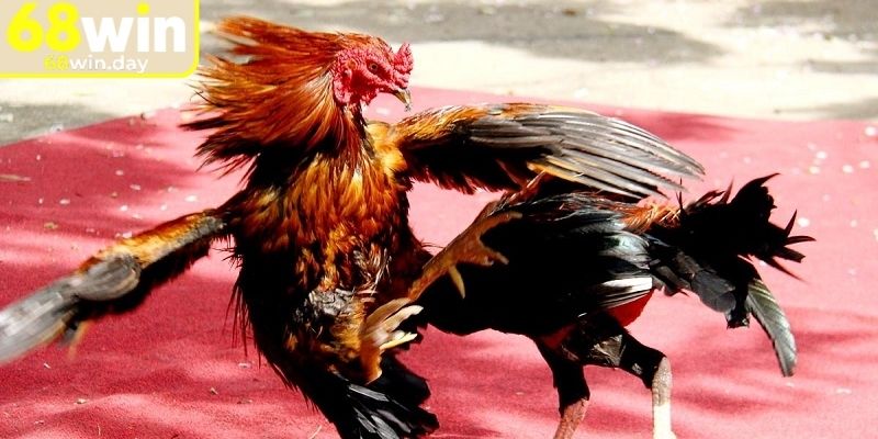 Đa dạng các loại hình đá gà 4K 68win 