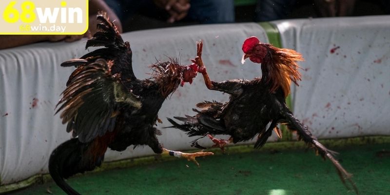 Lưu ý khi xem trực tiếp đá gà 4k 68win