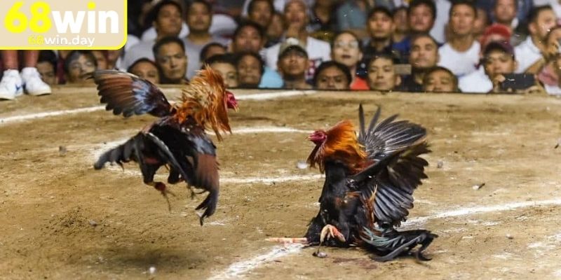 Đá Gà Cựa Dao 68win - Sân Chơi Kê Chiến Đỉnh Cao 2025 2 Lý do nên theo dõi đá gà cựa dao 68win