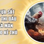 đá gà cựa sắt 68win