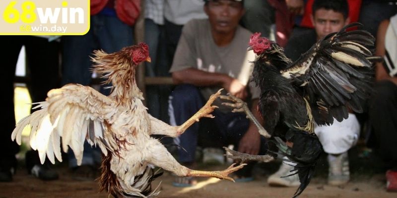 Chia sẻ bí kíp tham gia cược đá gà cựa sắt 68win cho newbie