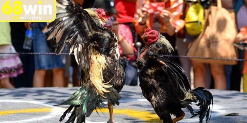 Diễn biến trận đấu đá gà cựa sắt 68win