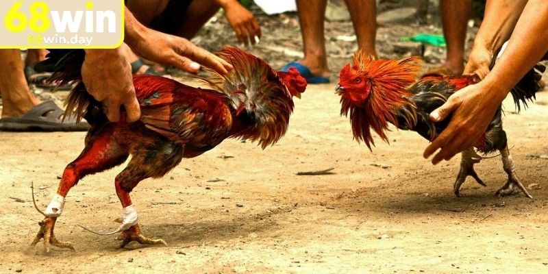 Tìm hiểu vài nét về dạng đá gà cựa sắt 68win