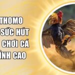 Đá gà Thomo 68win