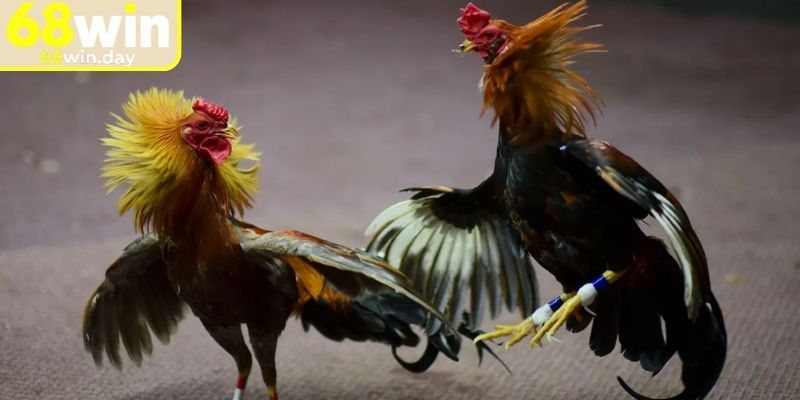Luật chơi chi tiết trong thế giới đá gà Thomo 68win