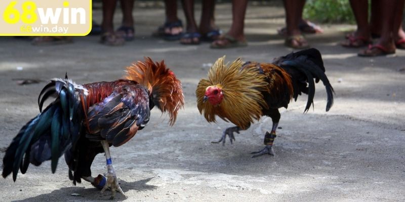 Luật chơi đá gà tre 68win cơ bản tân binh cần biết