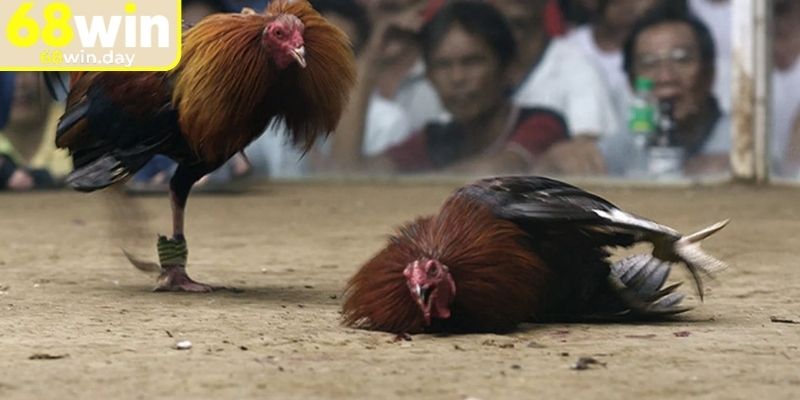Đá gà trực tiếp 68win cựa dao cực kỳ kịch tính